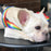 Rainbow cool dog chain dog leash