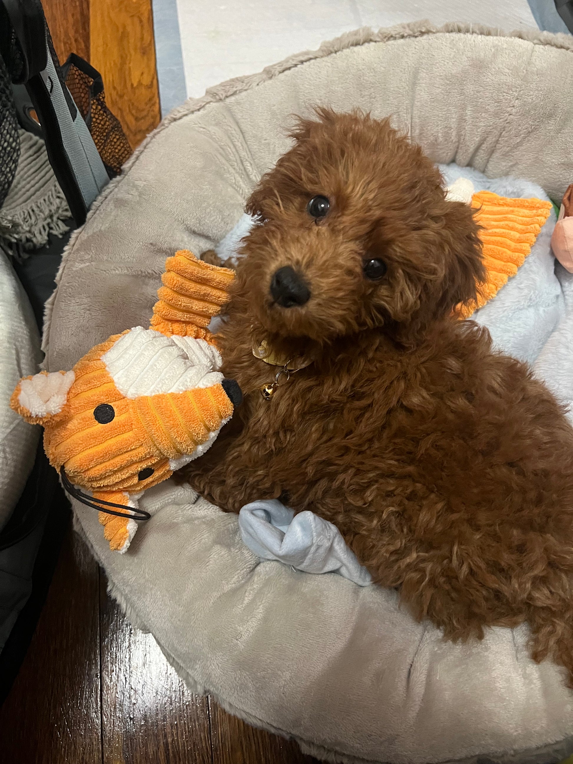 Ashton (Toy Poodle)