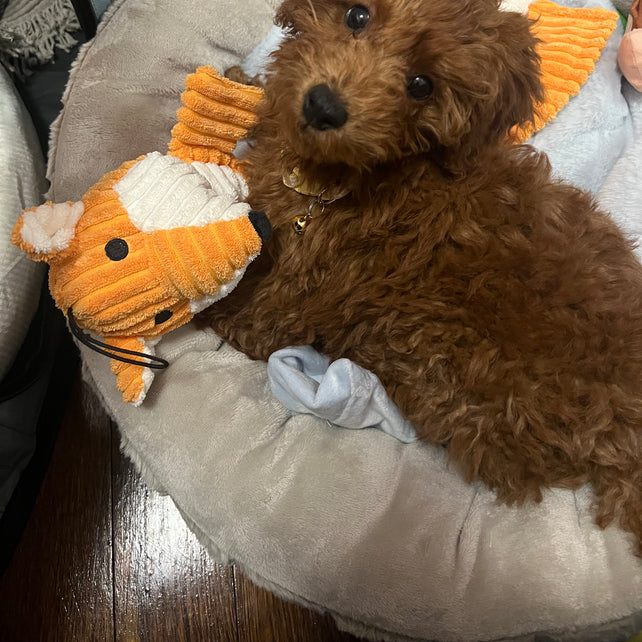 Ashton (Toy Poodle)