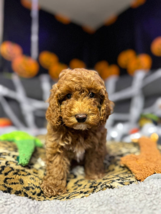 Lisa  (Toy Poodle)