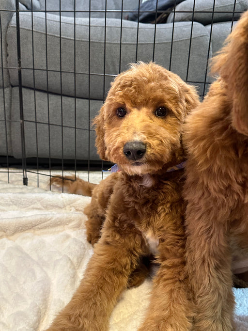 Bruno (Mini-Goldendoodle F1B)