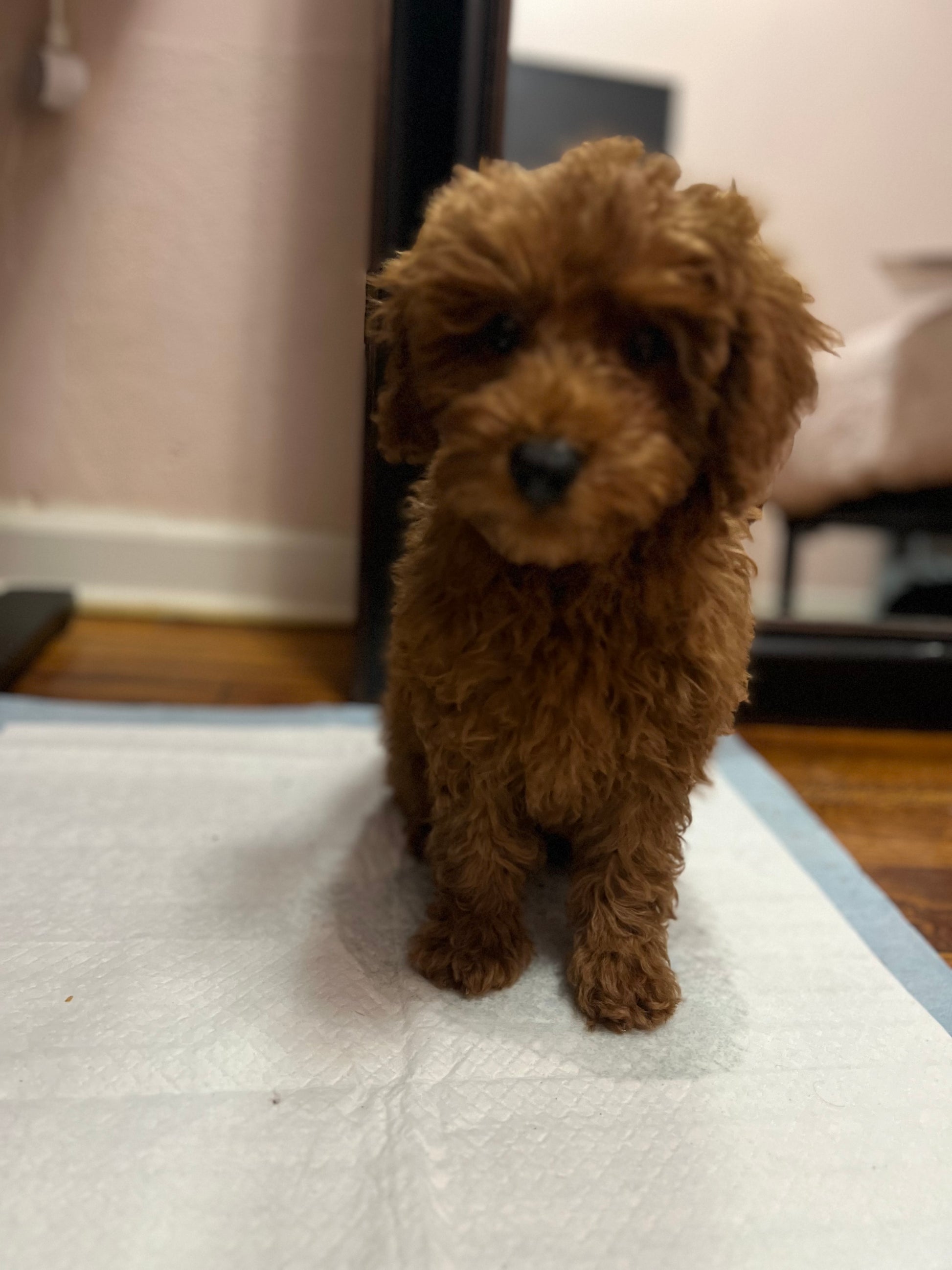 Ashton (Toy Poodle)