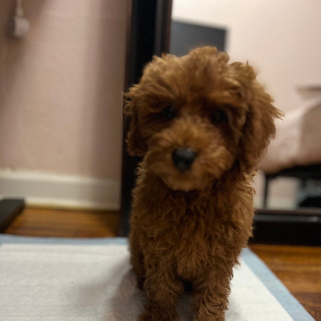 Ashton (Toy Poodle)