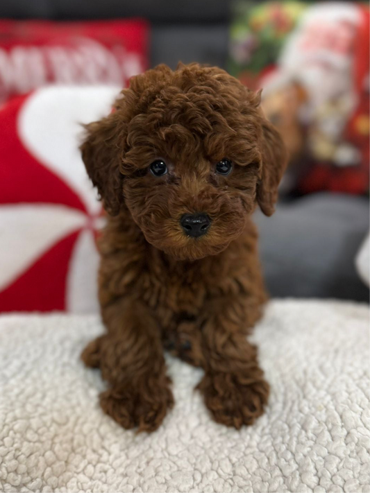 Adrian (Toy Poodle)