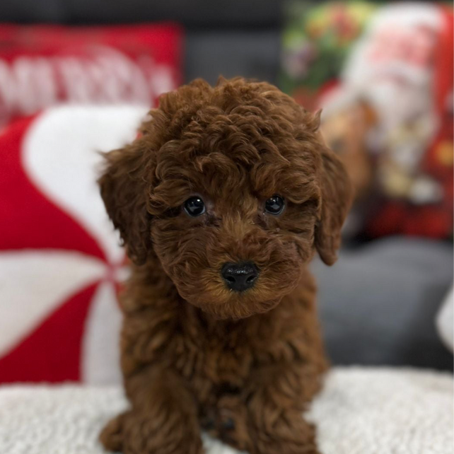 Adrian (Toy Poodle)