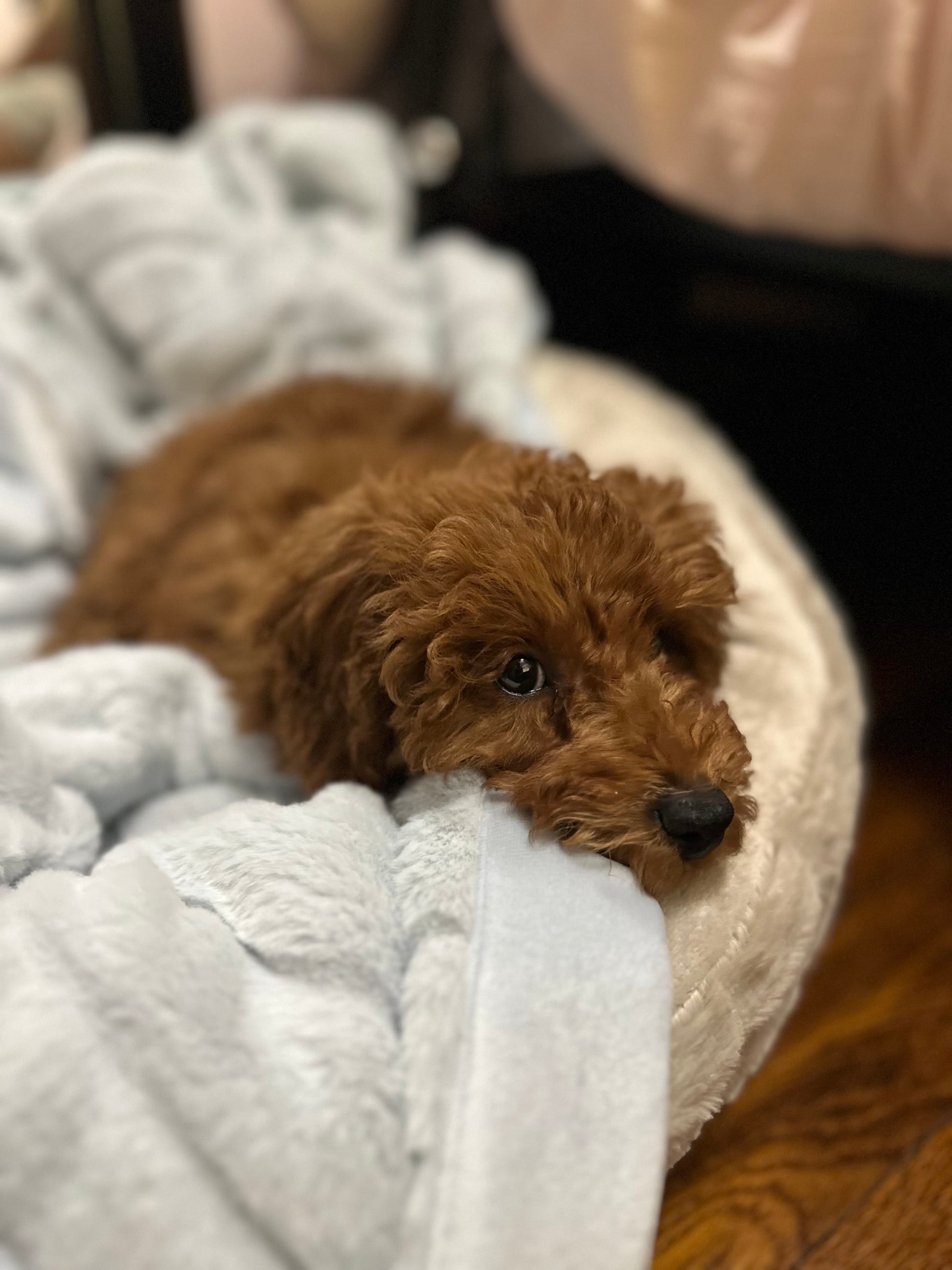 Ashton (Toy Poodle)