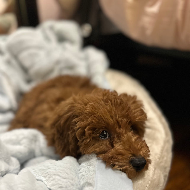 Ashton (Toy Poodle)