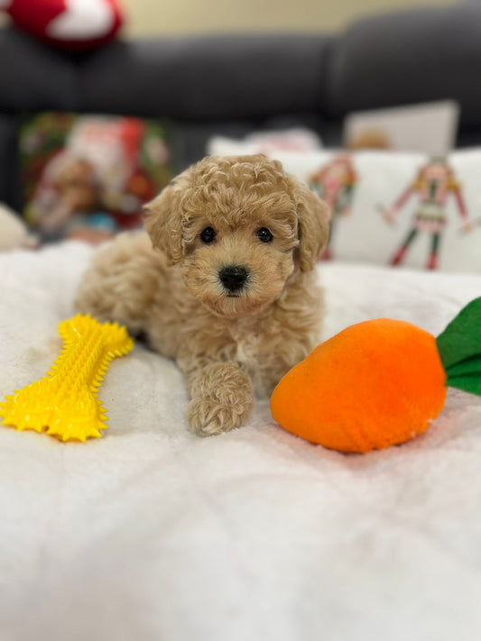 Amara (Mini-Poodle)