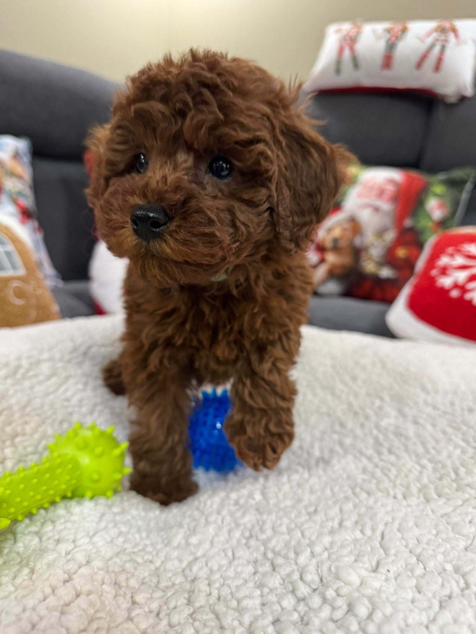 Adrian (Toy Poodle)