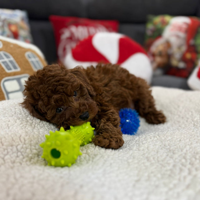 Adrian (Toy Poodle)