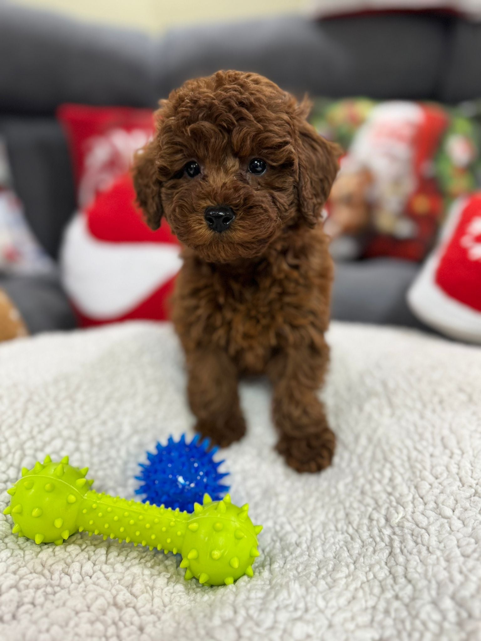 Adrian (Toy Poodle)