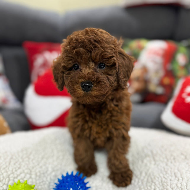 Adrian (Toy Poodle)