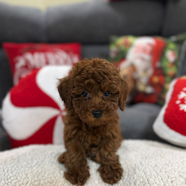 Adrian (Toy Poodle)