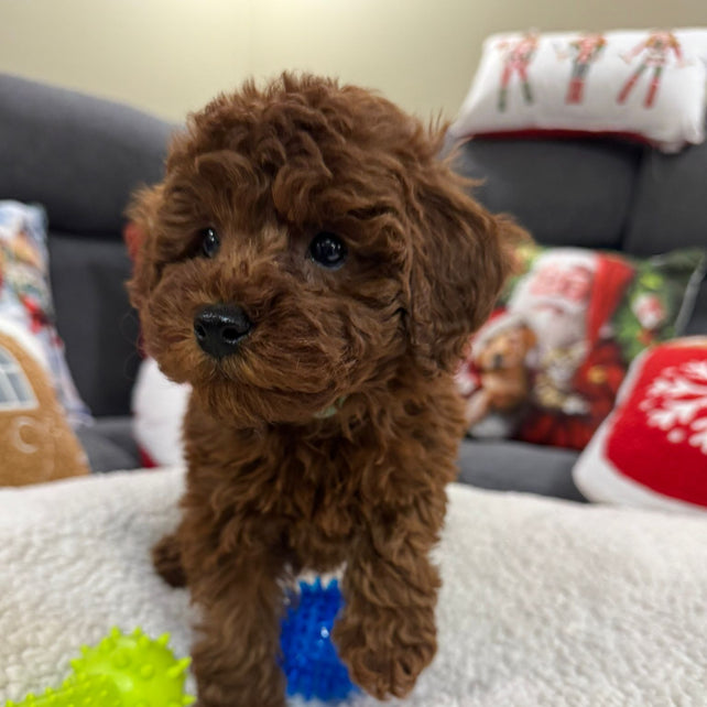 Adrian (Toy Poodle)