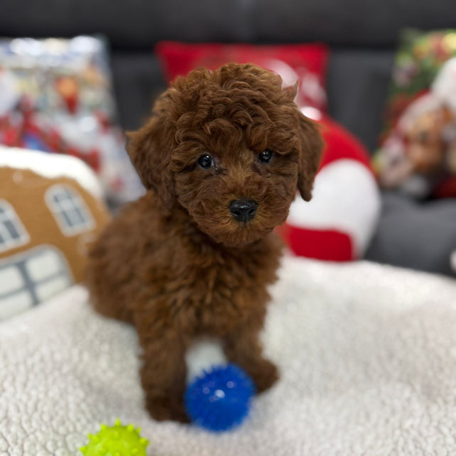 Adrian (Toy Poodle)