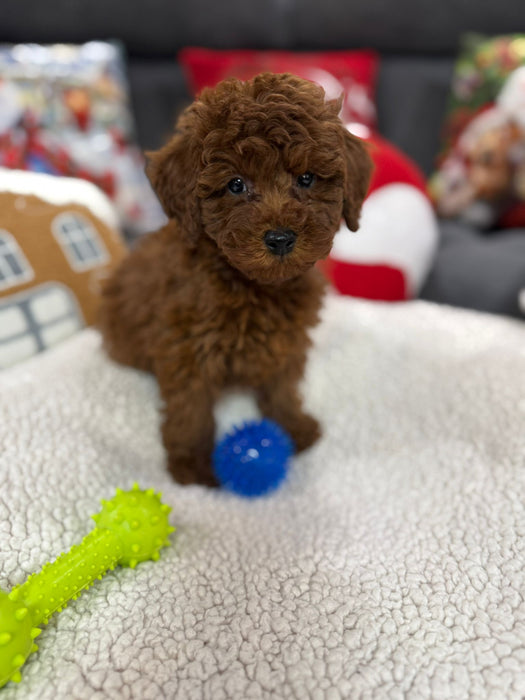 Adrian (Toy Poodle)