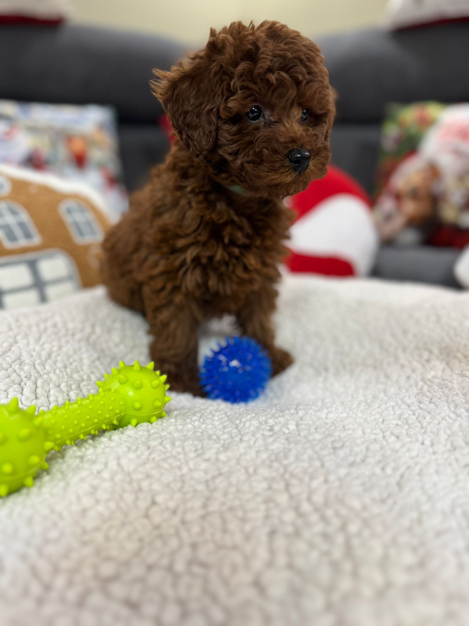 Adrian (Toy Poodle)