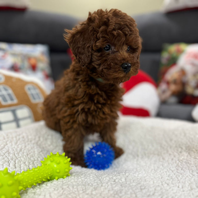 Adrian (Toy Poodle)