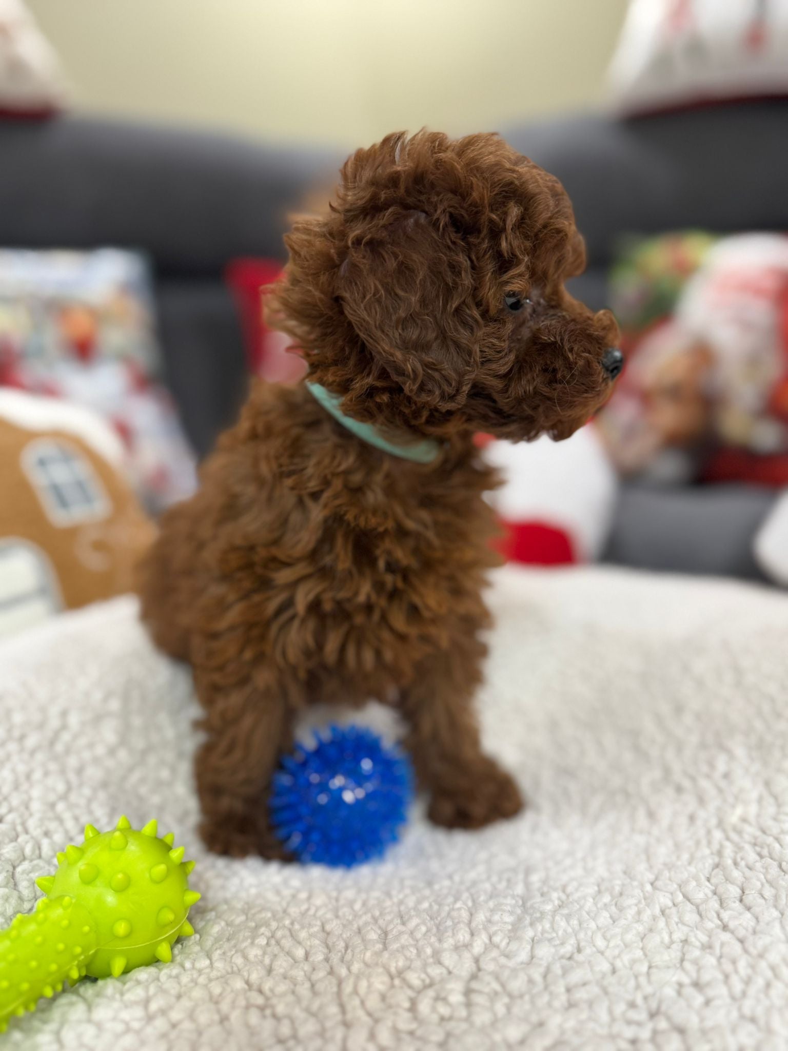 Adrian (Toy Poodle)