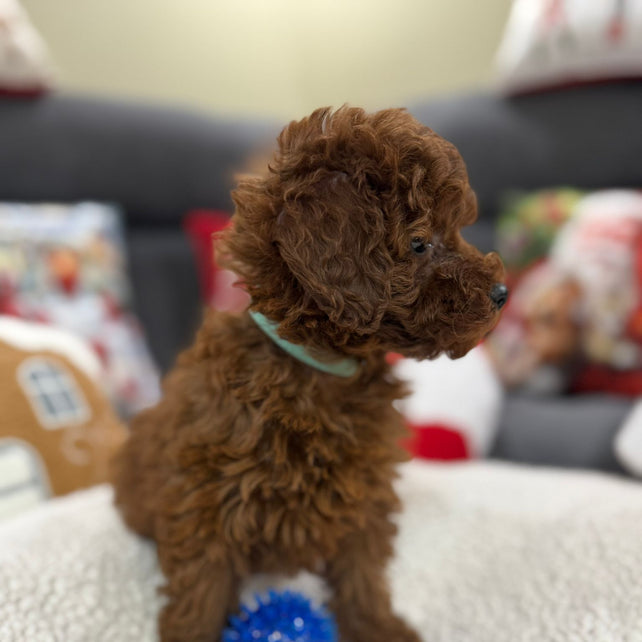 Adrian (Toy Poodle)