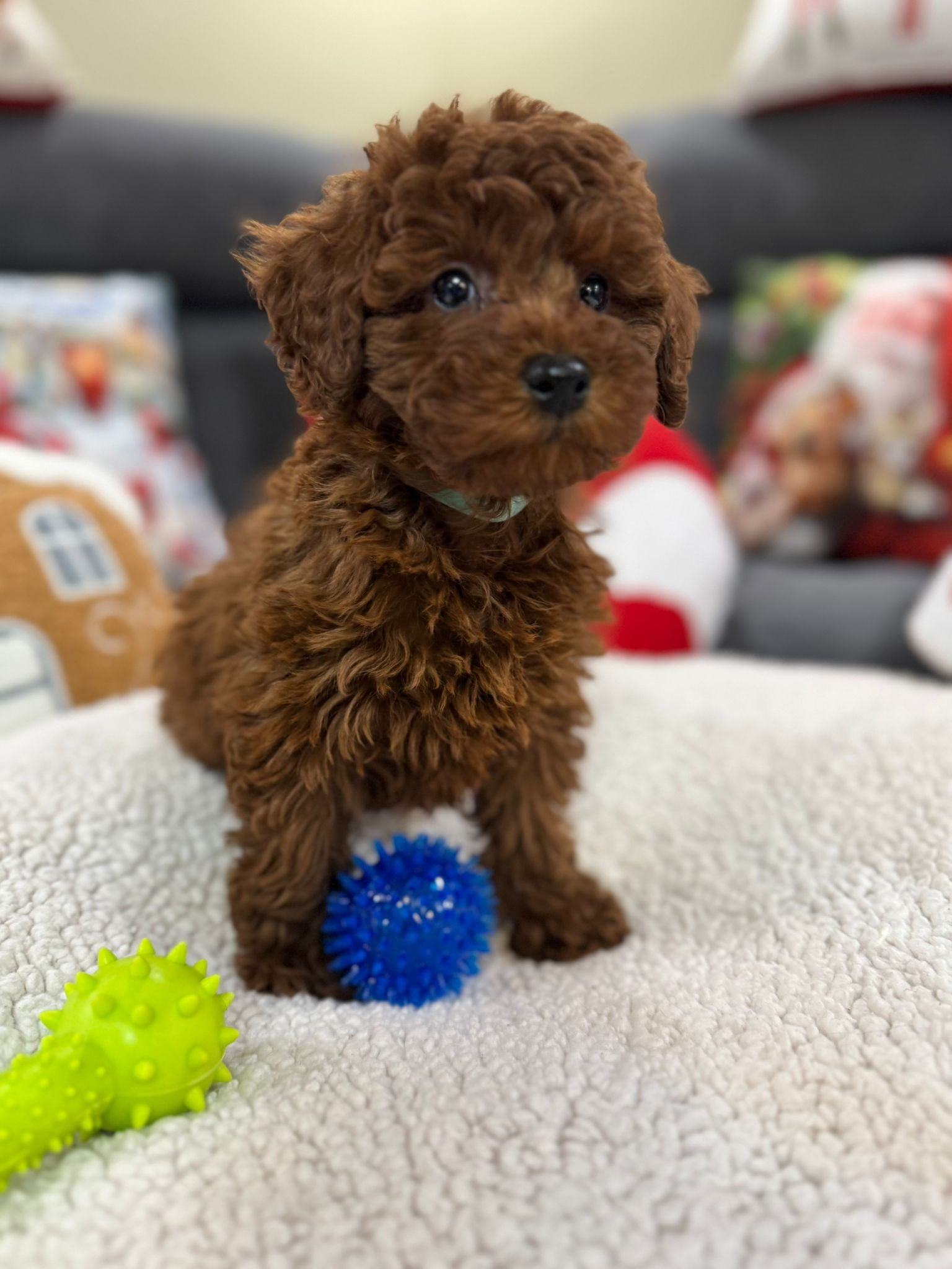 Adrian (Toy Poodle)