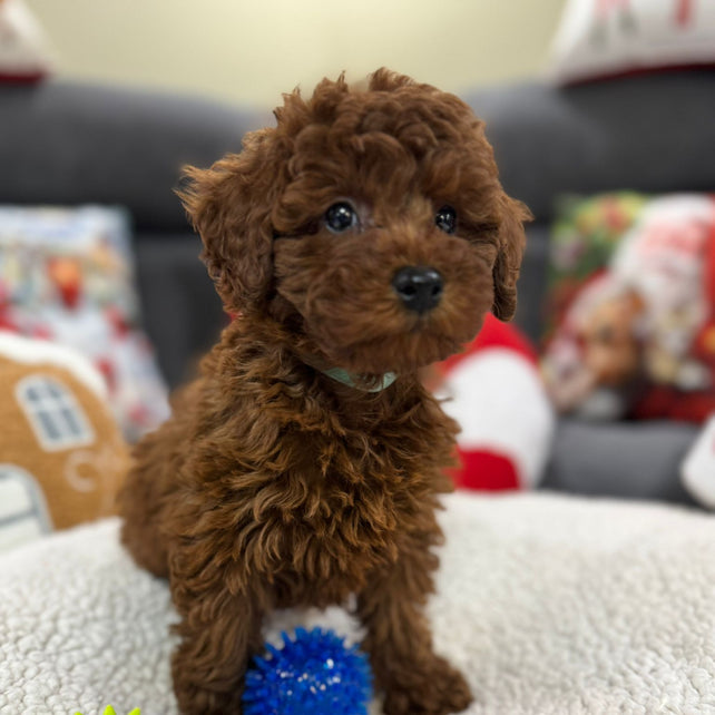 Adrian (Toy Poodle)