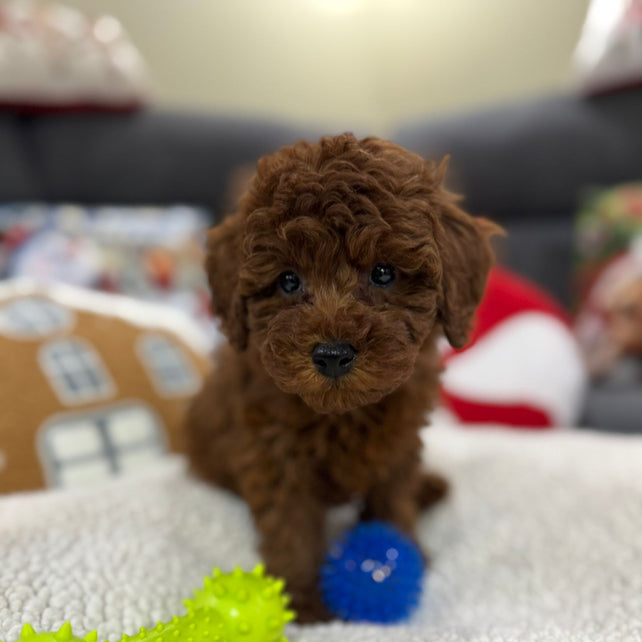 Adrian (Toy Poodle)