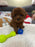 Adrian (Toy Poodle)