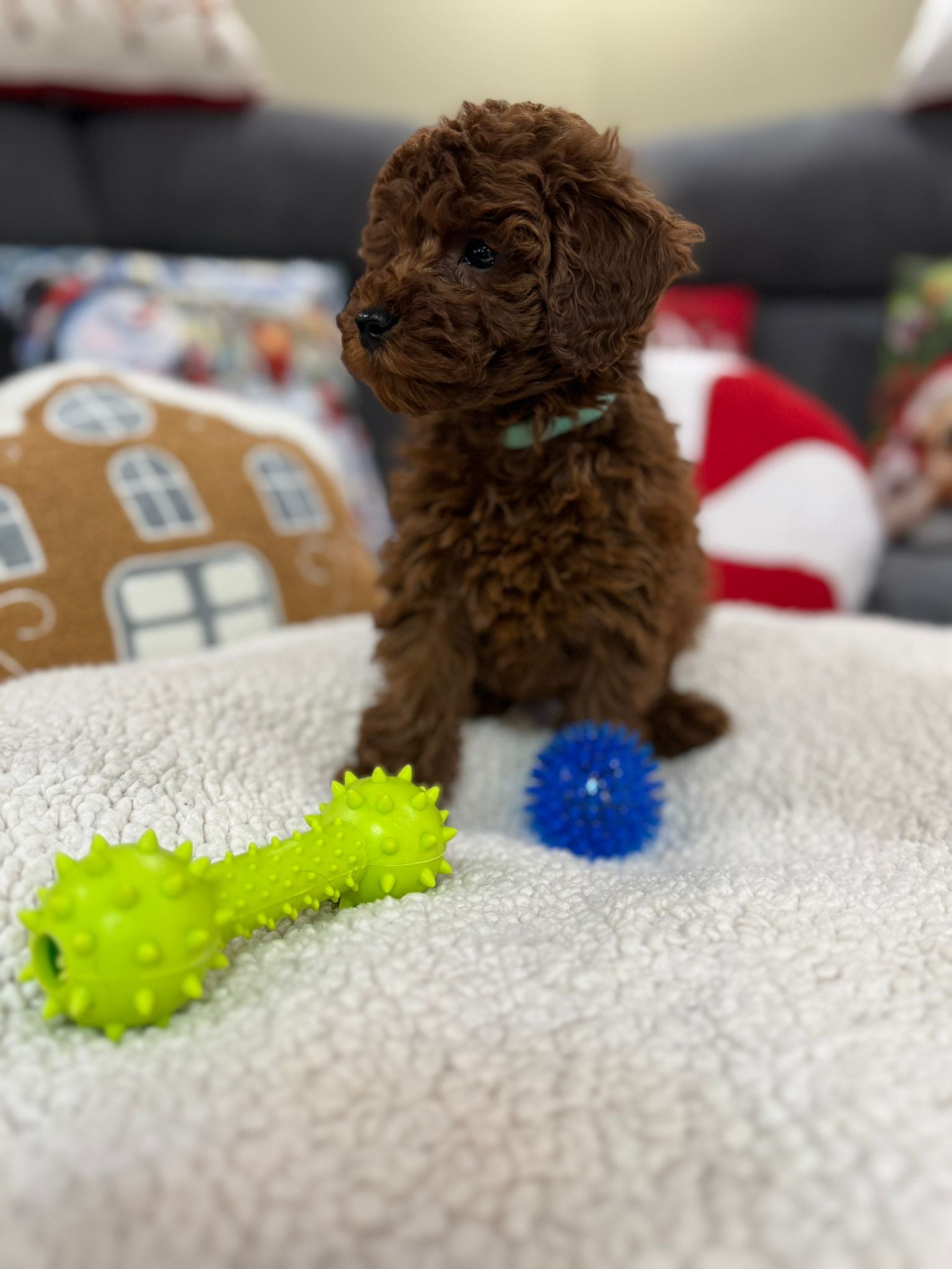 Adrian (Toy Poodle)