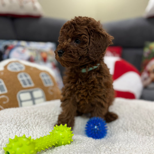 Adrian (Toy Poodle)