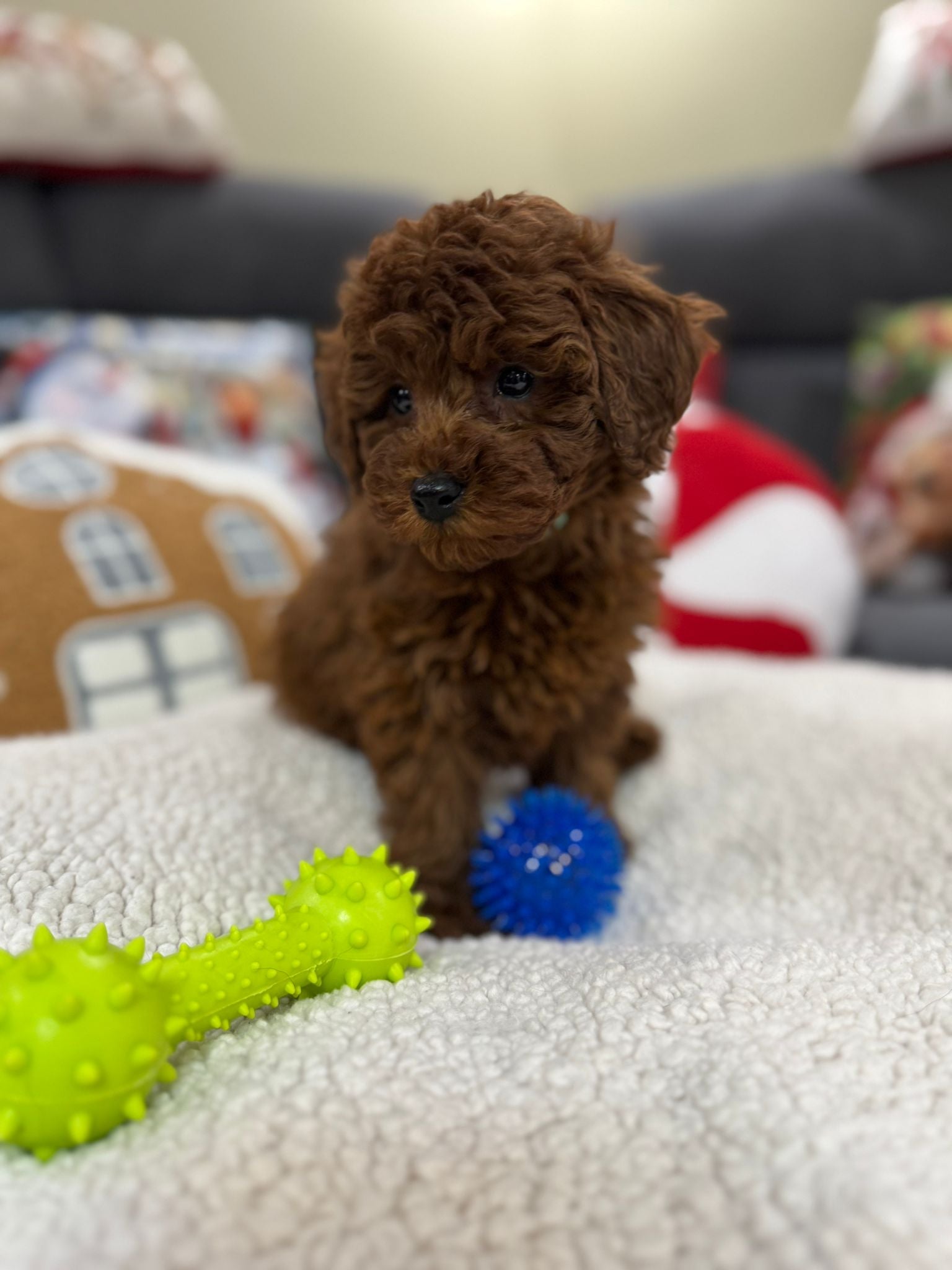 Adrian (Toy Poodle)