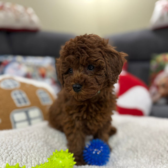 Adrian (Toy Poodle)