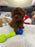 Adrian (Toy Poodle)