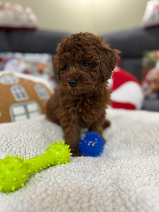 Adrian (Toy Poodle)