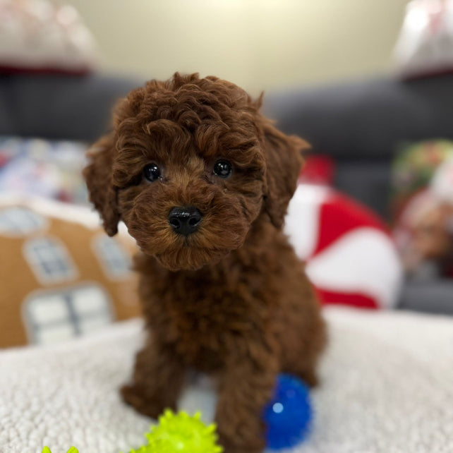 Adrian (Toy Poodle)