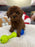 Adrian (Toy Poodle)