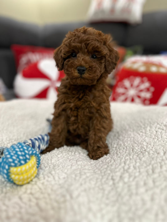 Aiden (Toy Poodle)