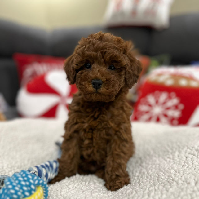 Aiden (Toy Poodle)