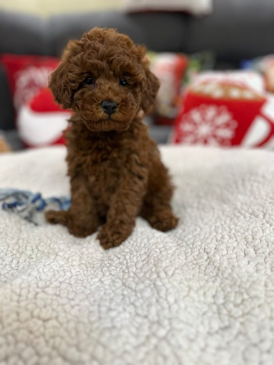 Aiden (Toy Poodle)