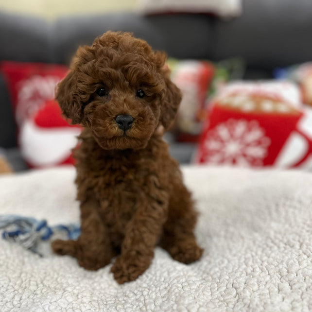 Aiden (Toy Poodle)