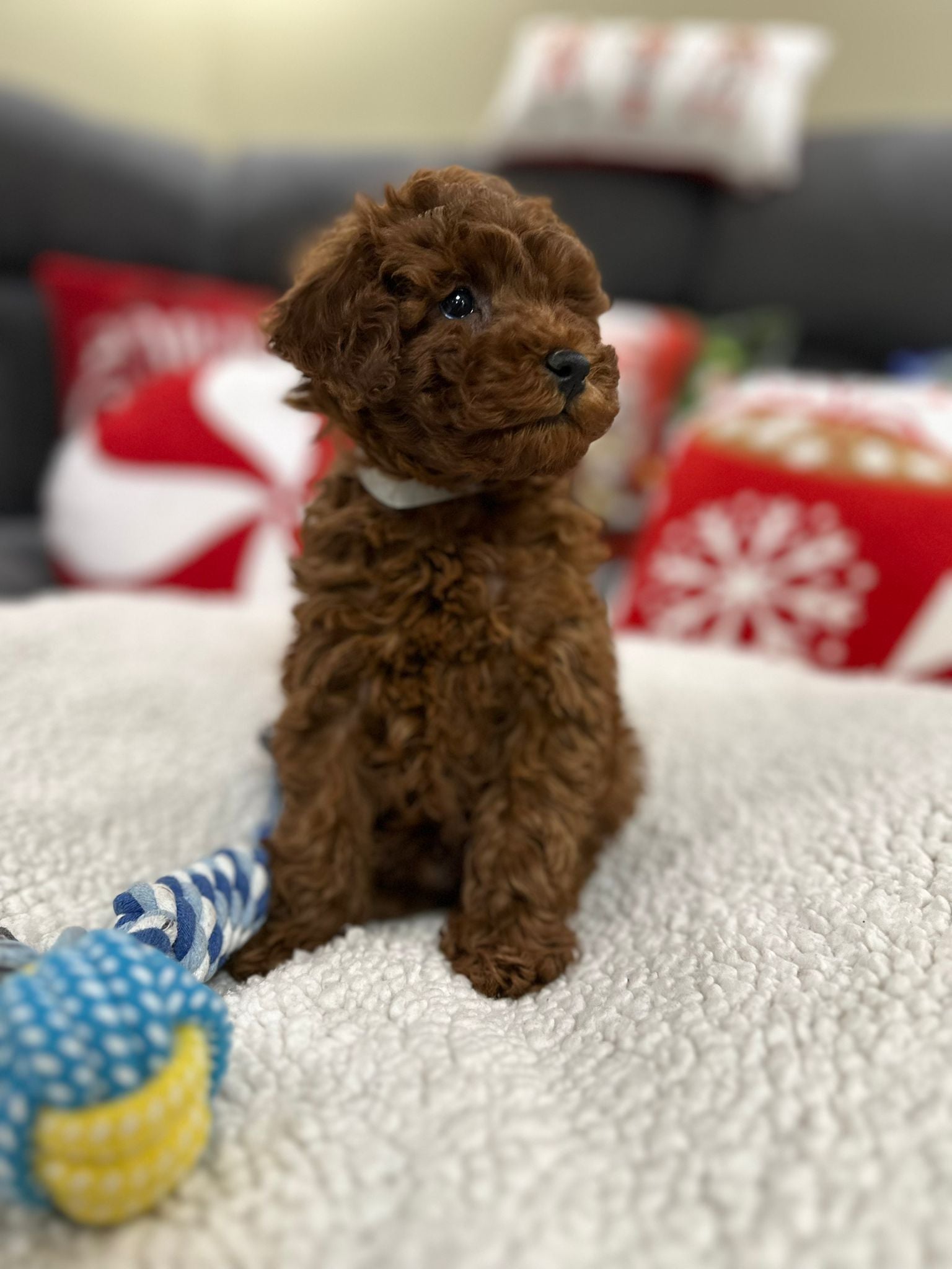 Aiden (Toy Poodle)