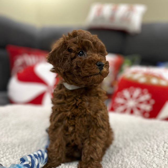 Aiden (Toy Poodle)