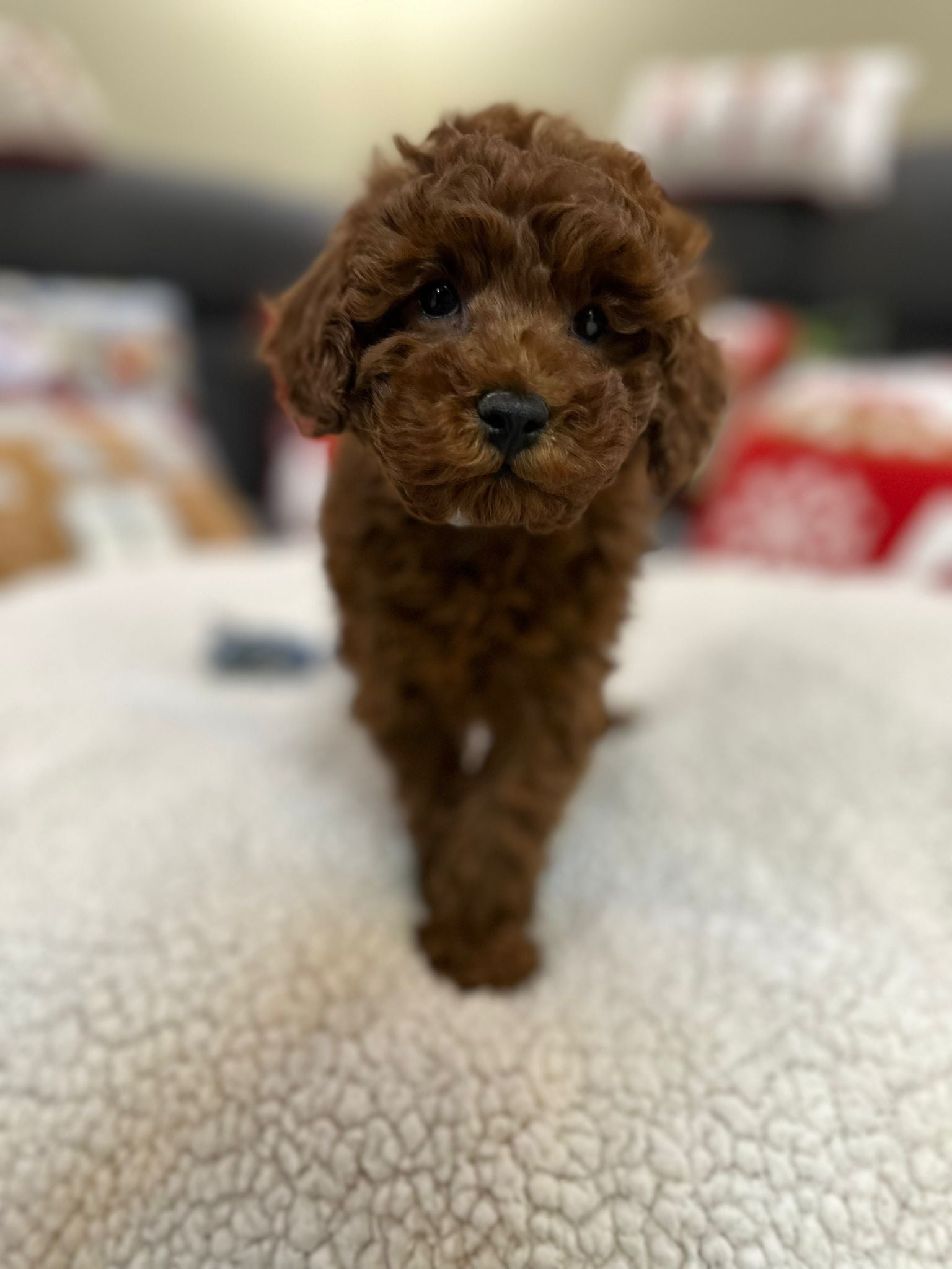 Aiden (Toy Poodle)