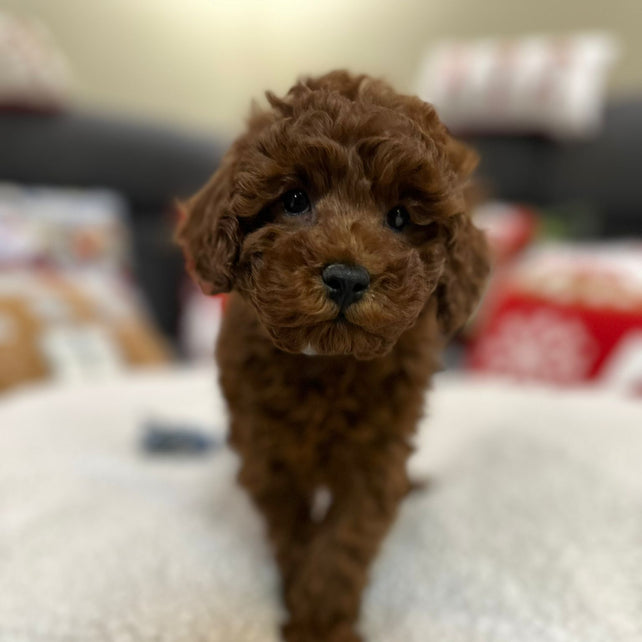 Aiden (Toy Poodle)