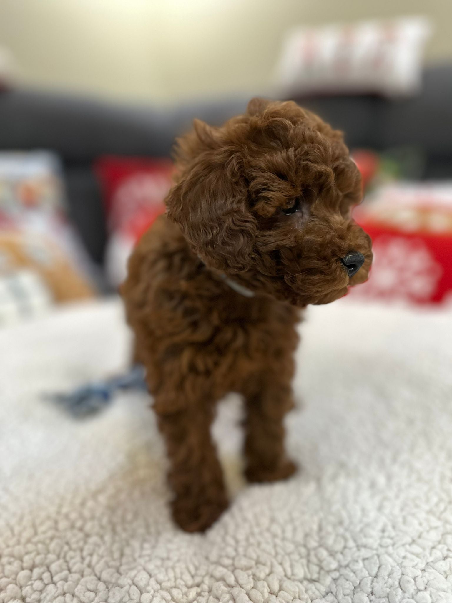 Aiden (Toy Poodle)