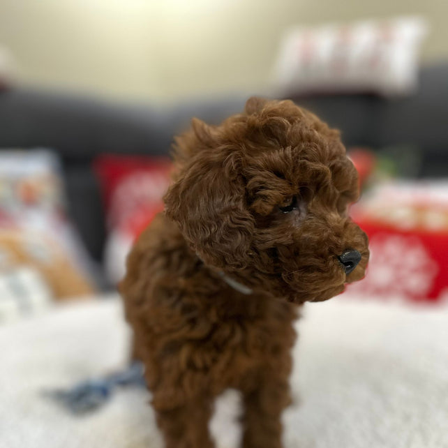 Aiden (Toy Poodle)