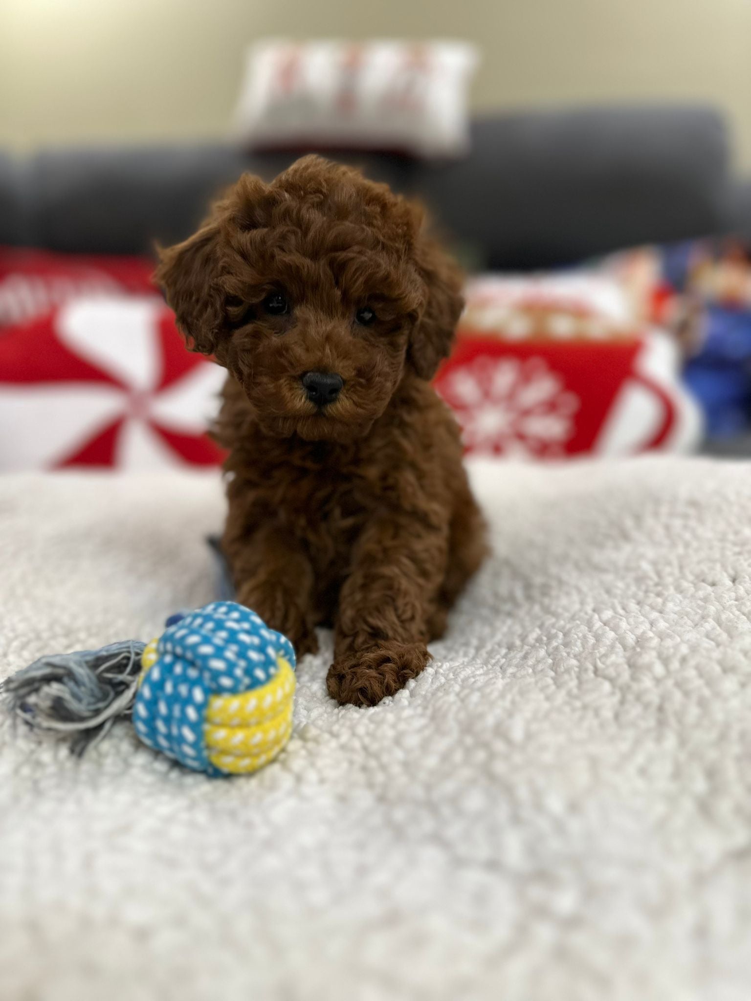 Aiden (Toy Poodle)