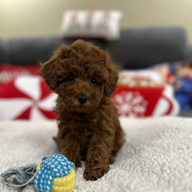 Aiden (Toy Poodle)