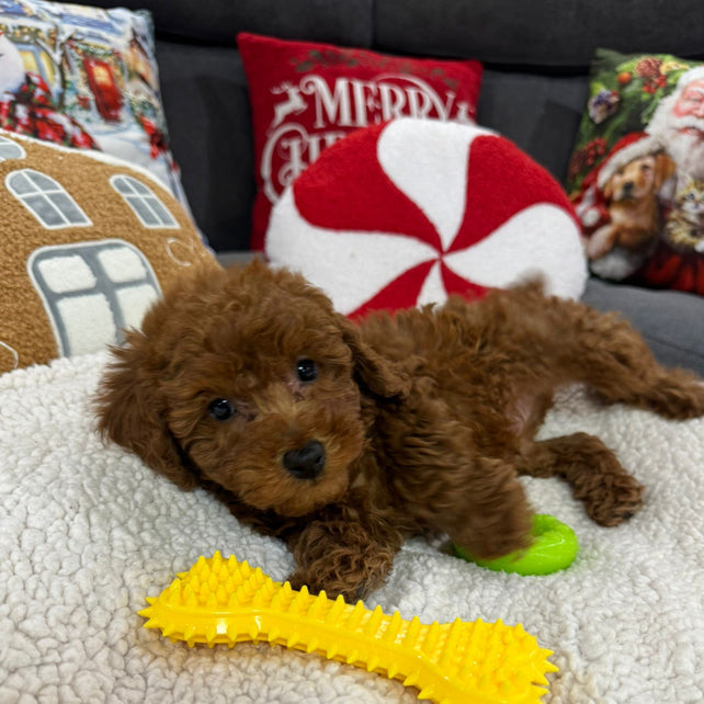 Aiden (Toy Poodle)