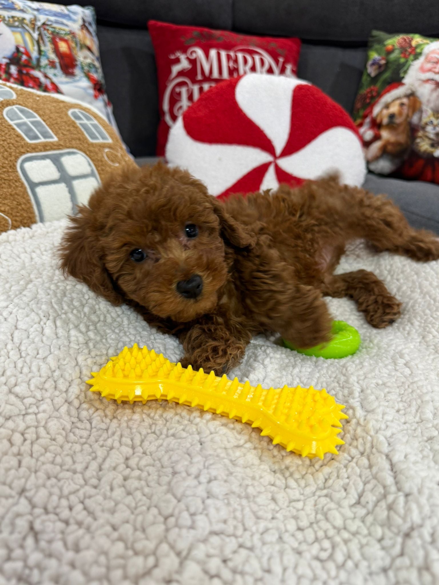 Ashton (Toy Poodle)